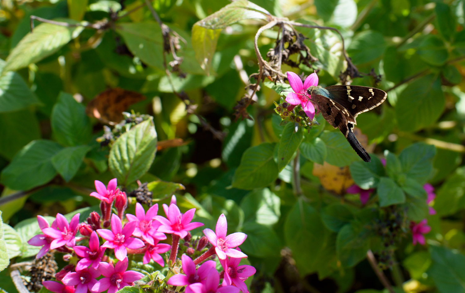 A butterfly lands on a pink flower.