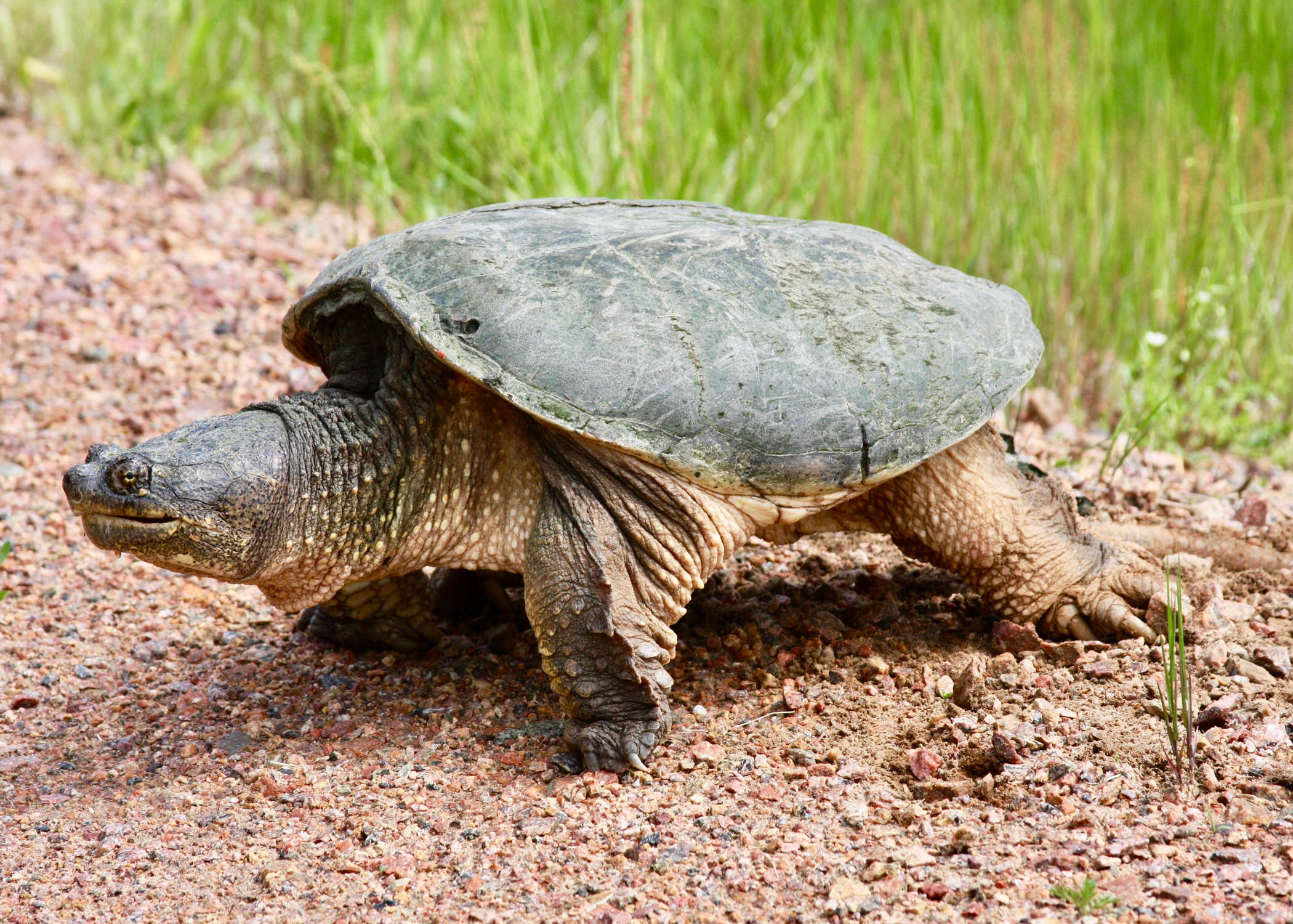 Snapping Turtle