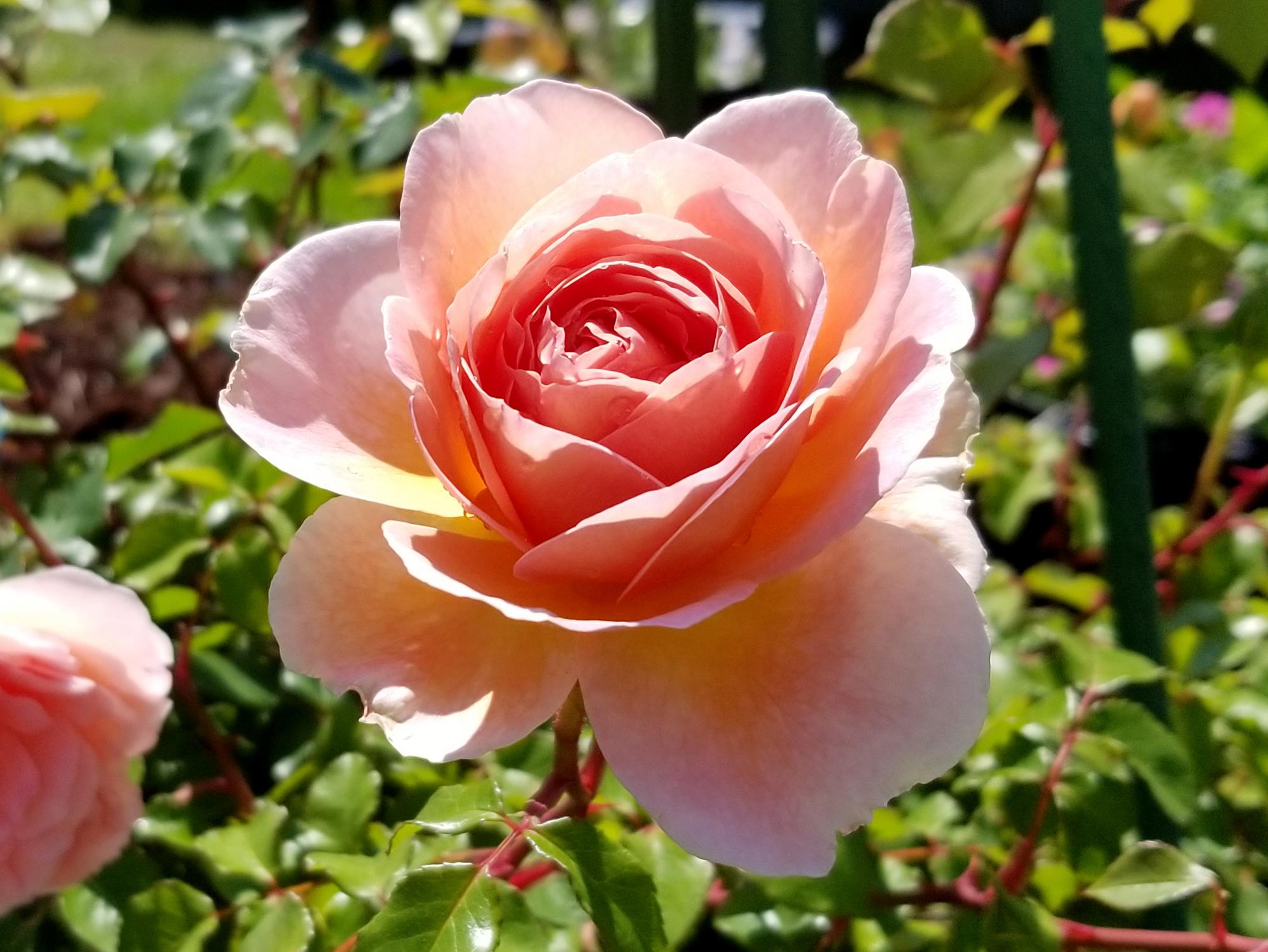 David Austin English Rose