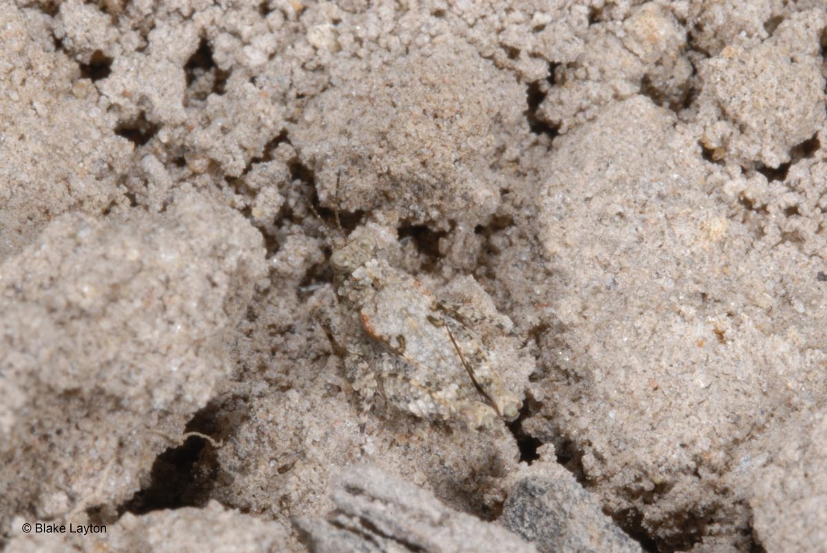 small gray and brown grasshopper, difficult to see on soil surface.