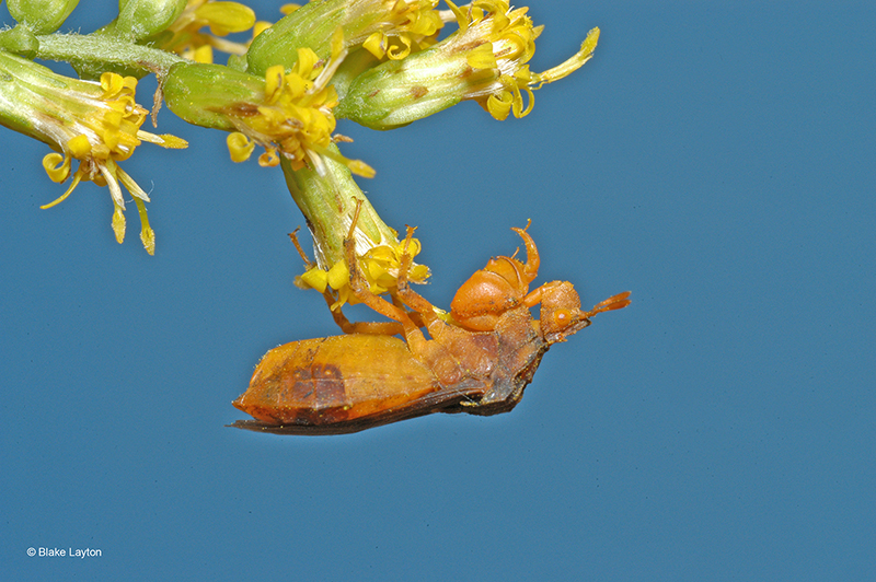 an ambush bug clinging to flower bloom.