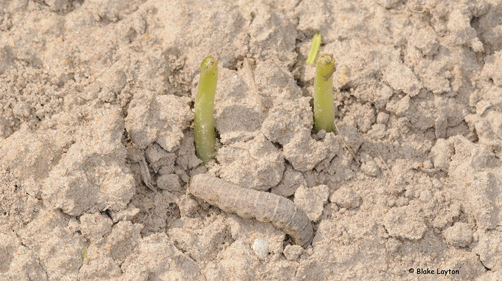 a cutworm and cut bean seedlings