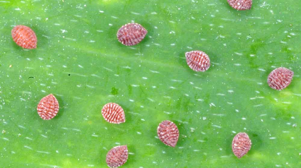 Dark pink circular aphids on a light green leaf.