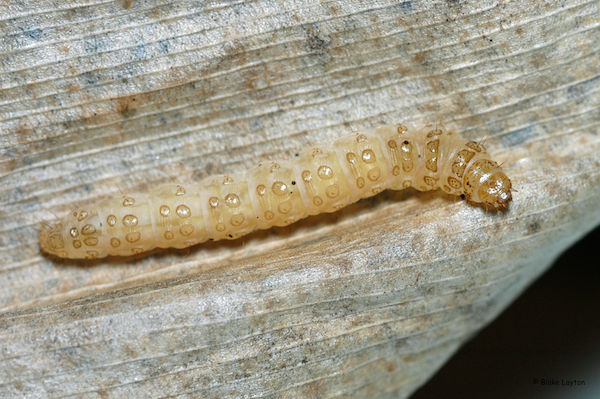 A creamy white caterpillar on a dried canna leaf.