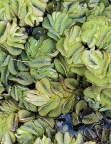 Mature kariba weed leaves aggregated into mats. The oblong, floating leaves are 0.5–1.5 inches long and folded and compressed into upright chains.