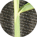 Close-up of itchgrass leaf sheath with short, stiff hairs.