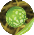 Close-up of a single globular, green and white tropical soda apple berry.