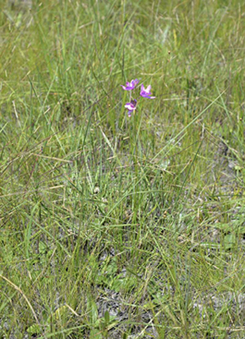 Tall, green grass.