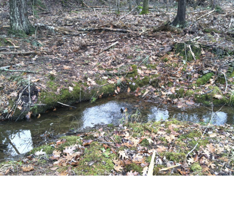 A small river flows through the edge of a forested area.