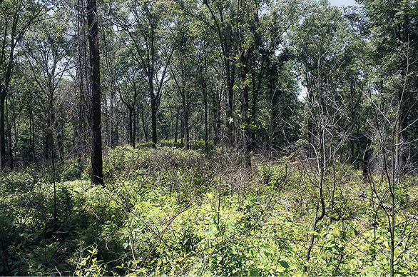 Plants and underbrush grow in an open area with trees in the background.