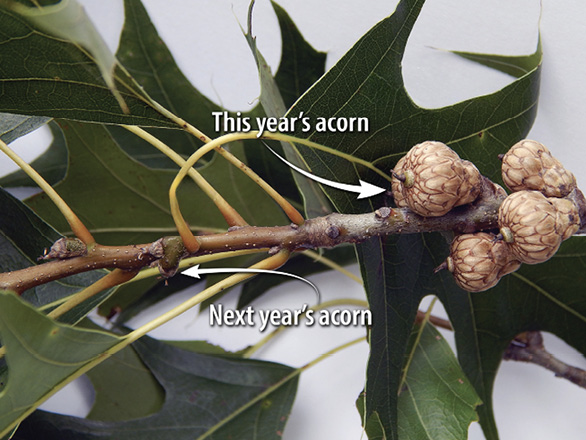 An oak branch with acorns at two stages of matutity. On the left end are tiny acorns, while on the right end are larger acorns that are almost mature.