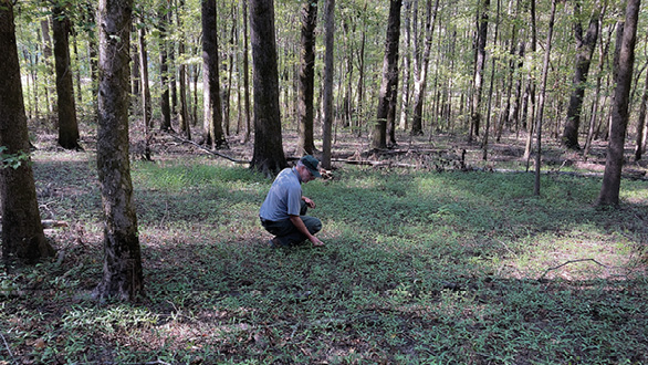 A man kneels on the forest floor with hundreds on small tree seedlings all around him.