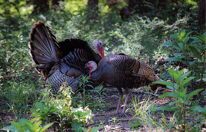 Two turkeys stand in the forest.