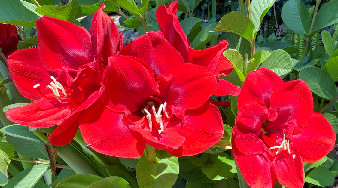 Red amaryllis flower on a bed of green leaves.