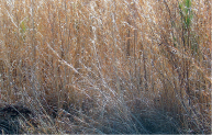 Tall, brown grass.