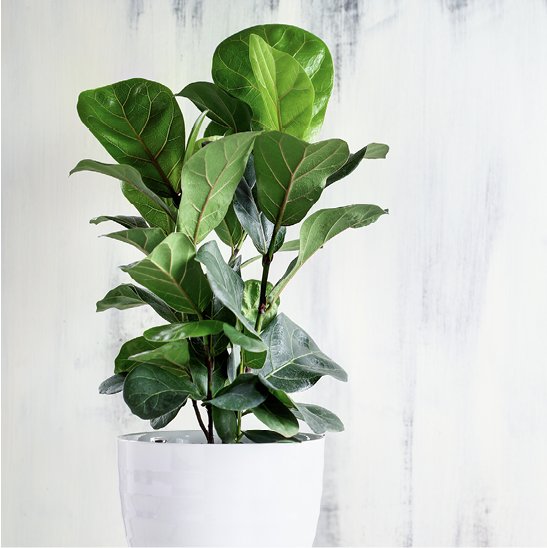 A large plant with large green leaves in a white pot.