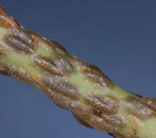 Small round flattened bodies of scale insects cover a green stem.