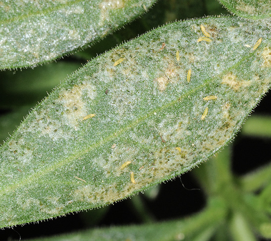 Thrips, small yellow insects the size of a grain of rice, are pictured on green foliage.