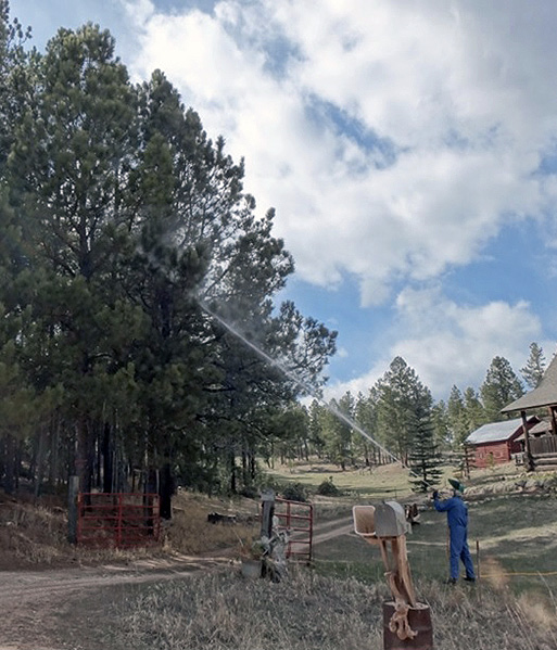 A man sprays a liquid chemical treatment into the upper branches of tall pine trees.