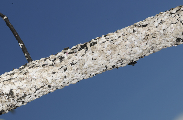 A single twig that is nearly covered with white scales.