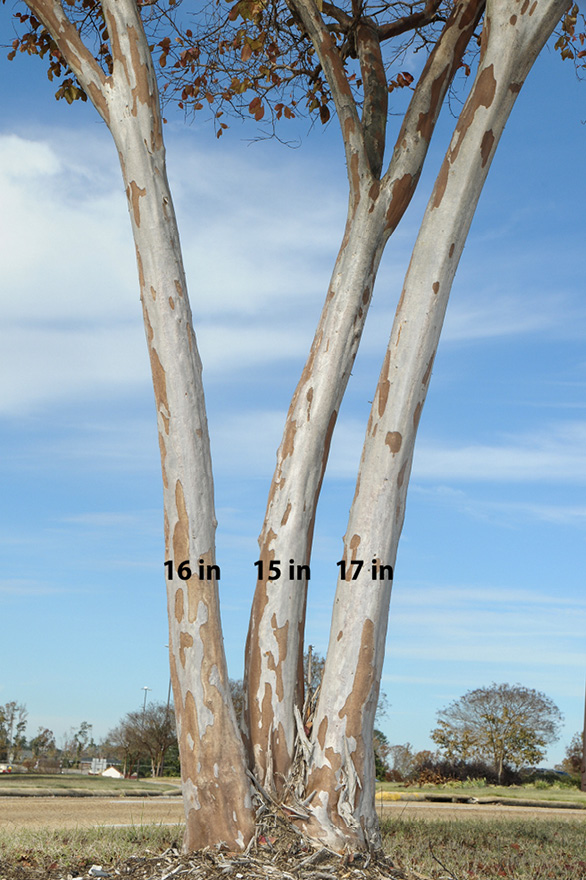 A large, three-trunked crape myrtle tree in a residential setting. The trunks are labeled from left to right as having circumferences of 16 inches, 15 inches, and 17 inches.