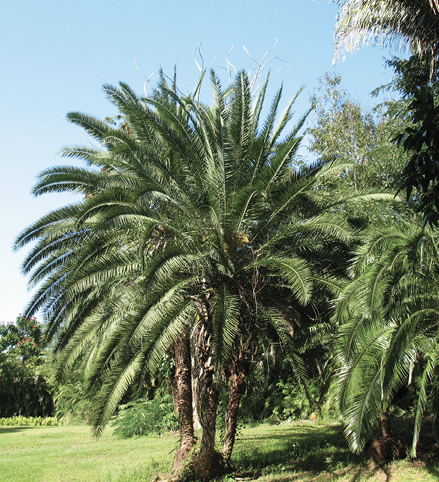 A group of single-trunked trees with very large crowns of pinnate leaves.