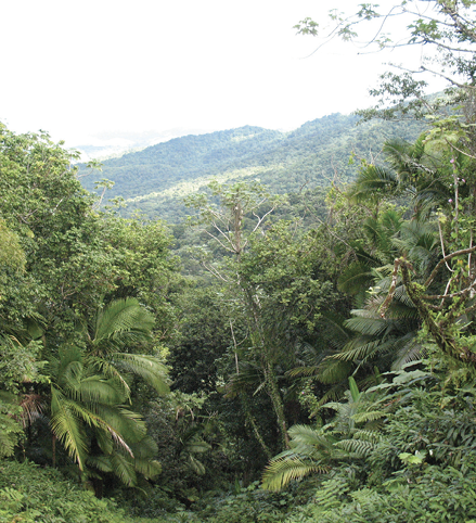 A green, brushy area with several types of plants, including palms.