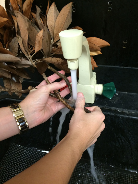 A person holds magnolia stems with brown leaves under running water.