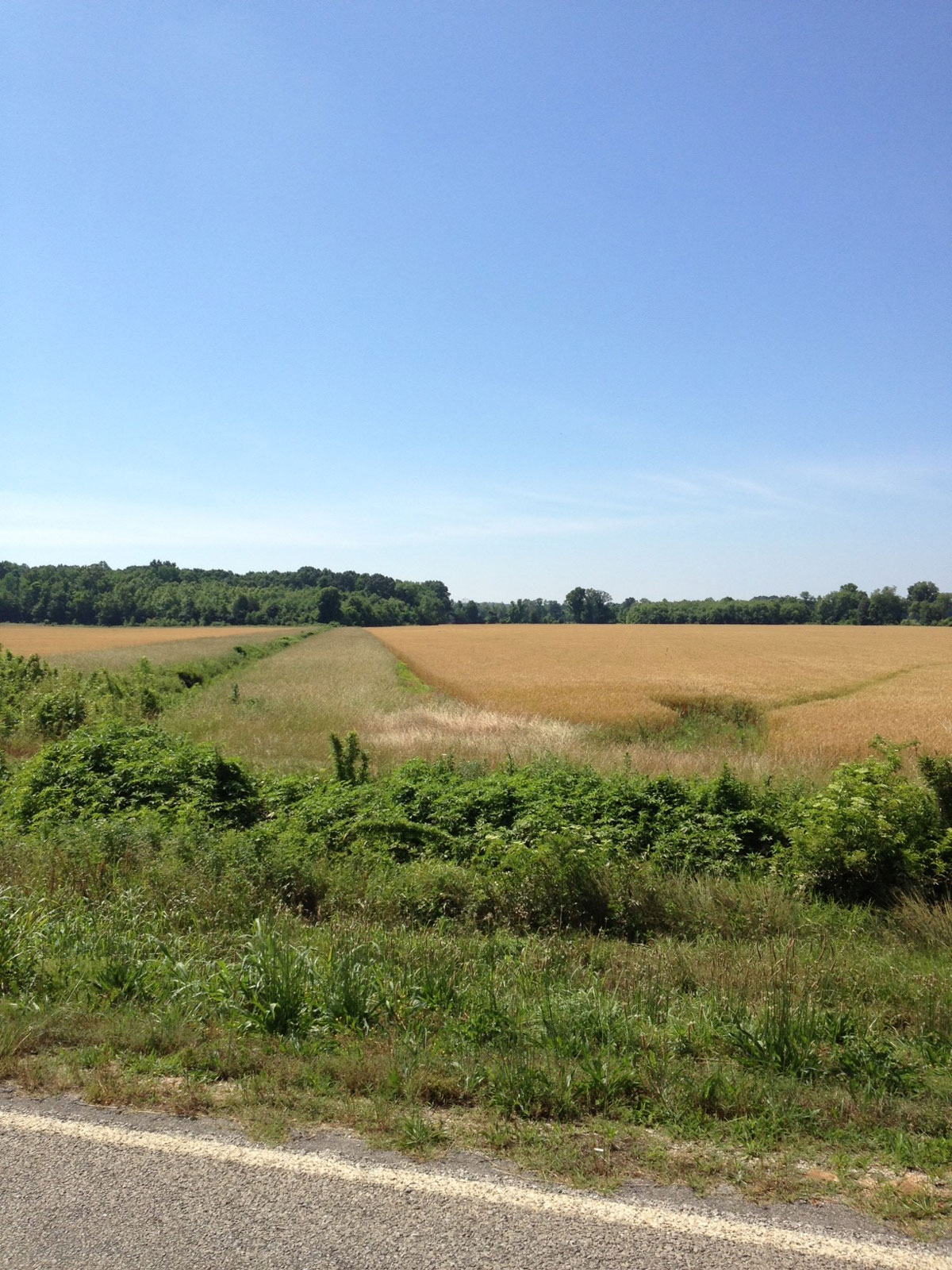 Green plants along the side of a road with agricultural fields in the background.