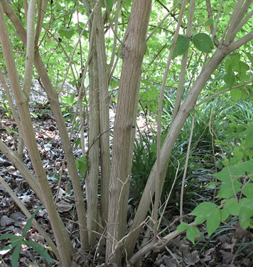 At the base, the stems are tan and smooth.