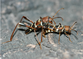 Close-up of two red beetles with striped backs.