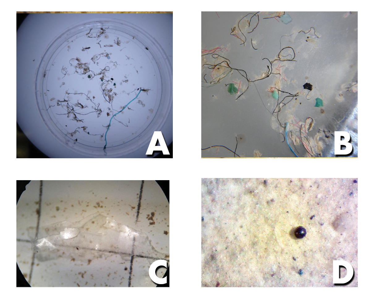 a: Microfibers look like very long hair-like strands. b: Two small green microfragments look like small green stones. c: A segment of microfilm is clear with sharp, rough edges. d: Microbeads resemble beads that would typically be used in jewelry and other goods.