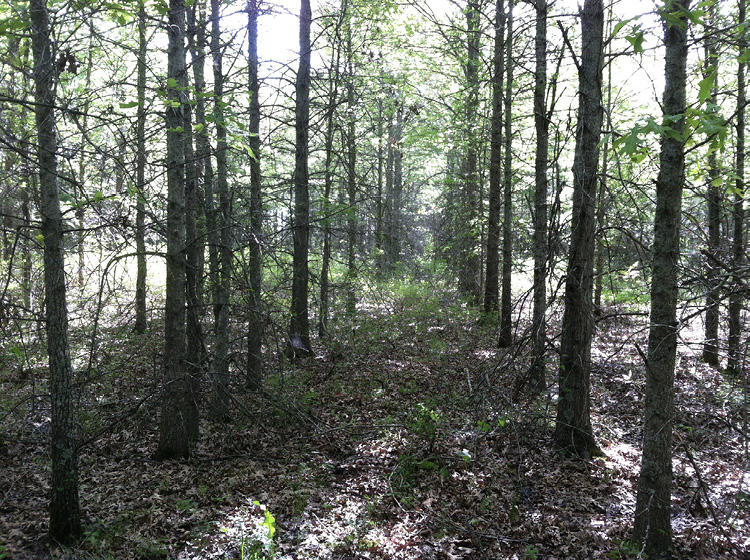 Thick stand of Nuttall oak trees with many small lower limbs.