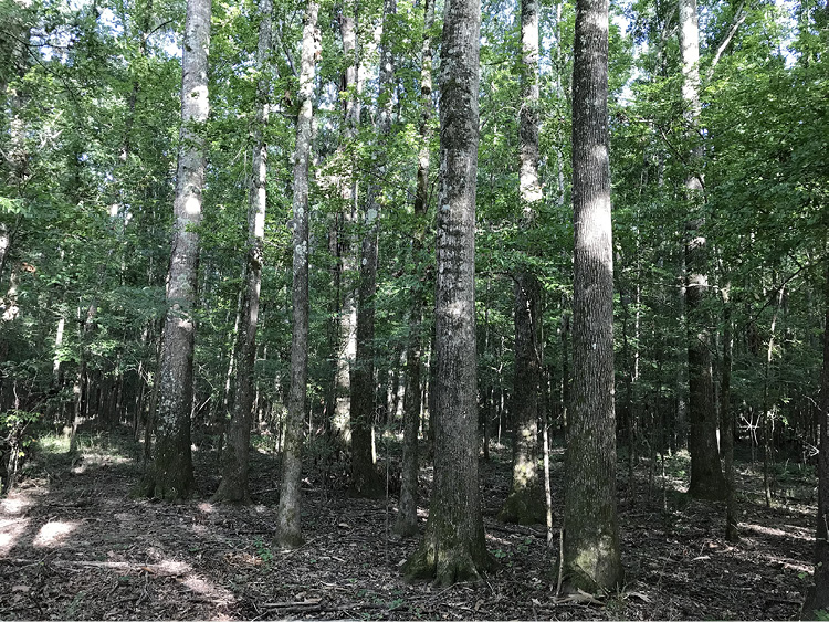 A stand of water oak and sweetgum trees with large, limb-free trunks.