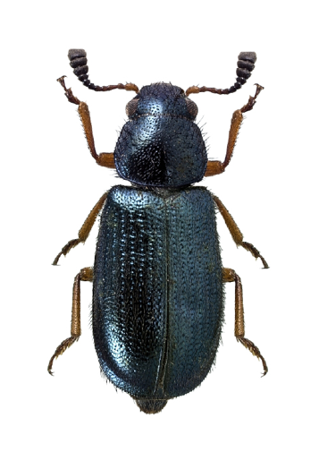 The image of a red-legged ham beetle shows the deep blue, almost black shiny body with the rusty reg legs for which it is named. 