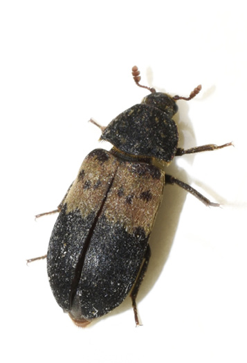 The larder beetle is black with a brownish stripe running horrizontally across its body. 