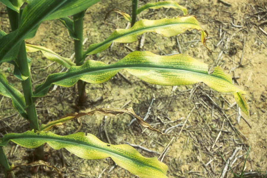 Close-up of corn plant lower leaves that are yellow along the edges.