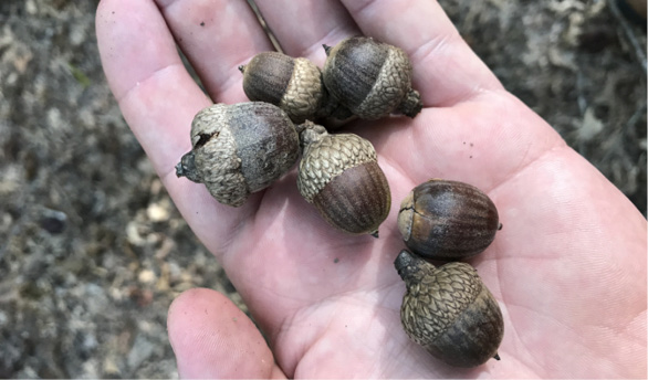 Six red oak acorns in the palm of a person's hand. They are dark brown with lighter brown caps.