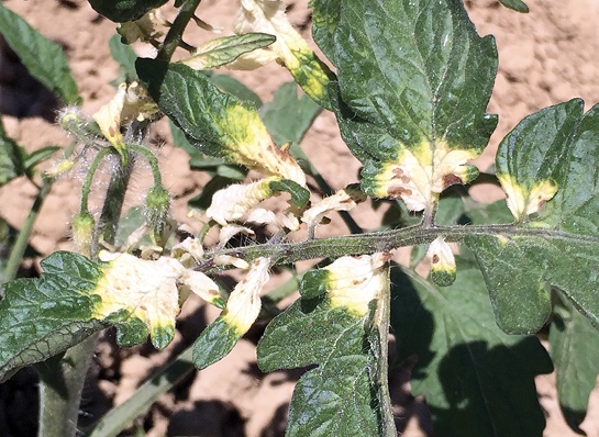 Tomato leaves starting to turn yellow and die.