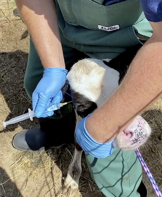 A man injects pain medication into a calf's head.