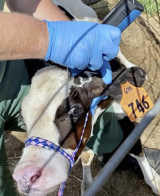 A man shaves a calf's head in the area where horns grow.