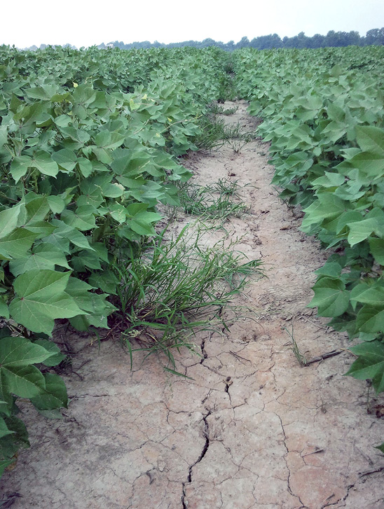 Clumps of grass growing between rows.