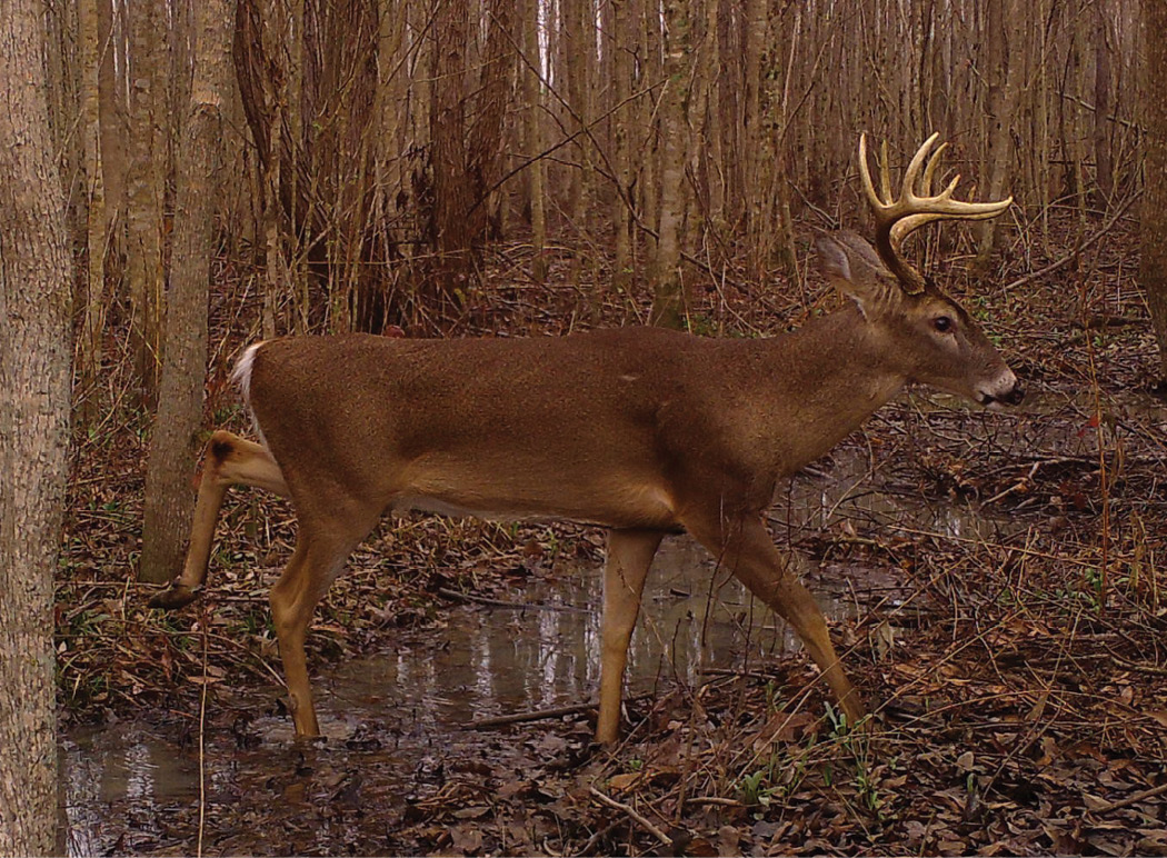 A deer walking through puddles and wet, leaf-covered ground in the forest.