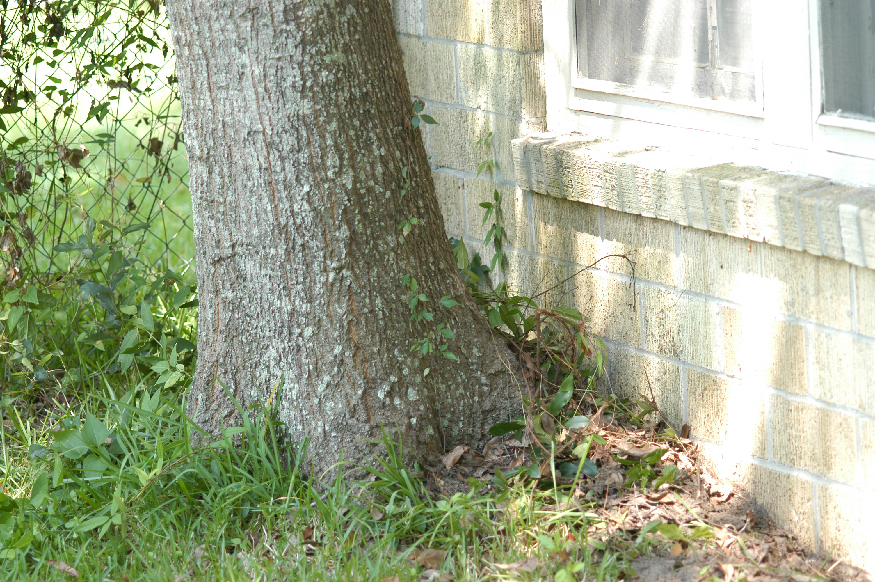 Decaying tree roots lead termites into building