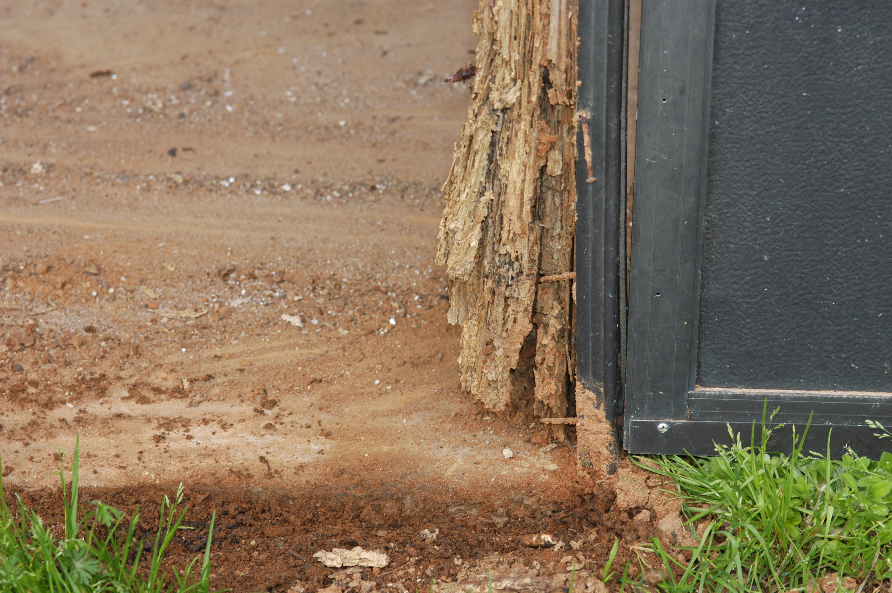 Untreated soil, washed in by rainfall, accumulated against the edge of the slab in this house, eventually reaching the plate (removed) and studs in the screened back porch.  Termites invaded this porch at several different points, causing tens of thousands of dollars in damage repair costs.