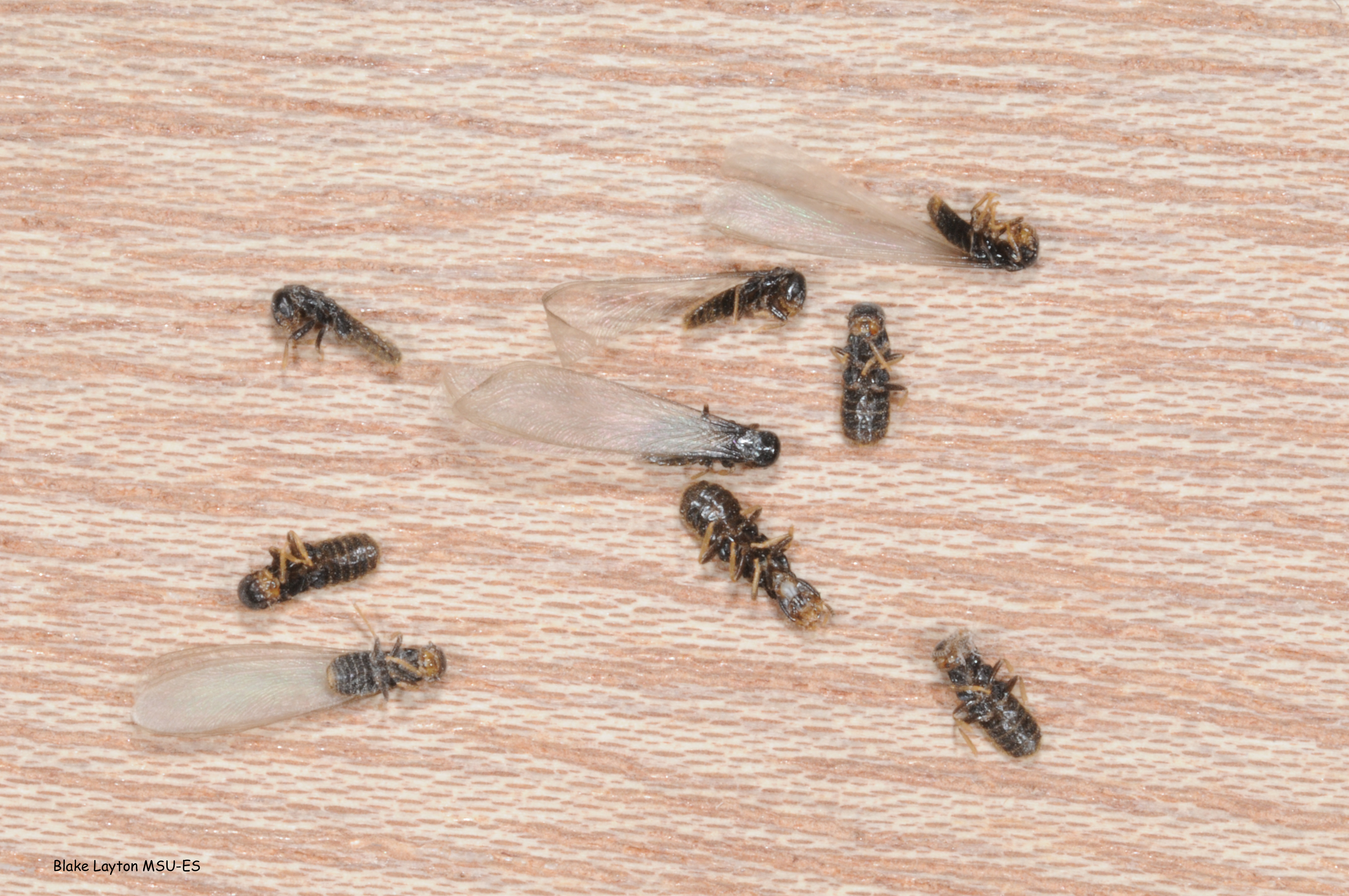  Dead eastern subterranean termite swarmers lying on a windowsill.  Note that some have already shed their wings.