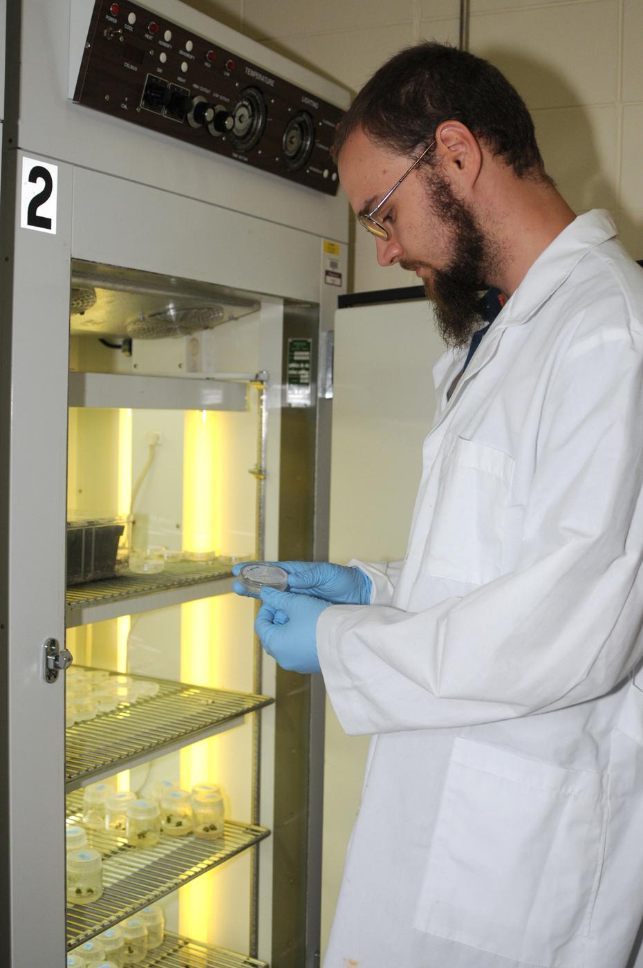 Daniel Barnes, a doctoral student at Mississippi State University, is trying to genetically modify castor seed so it can be grown				safely for commercial oil production in Mississippi. Here he checks the status of	 castor embryonic tissue involved in his experiments.