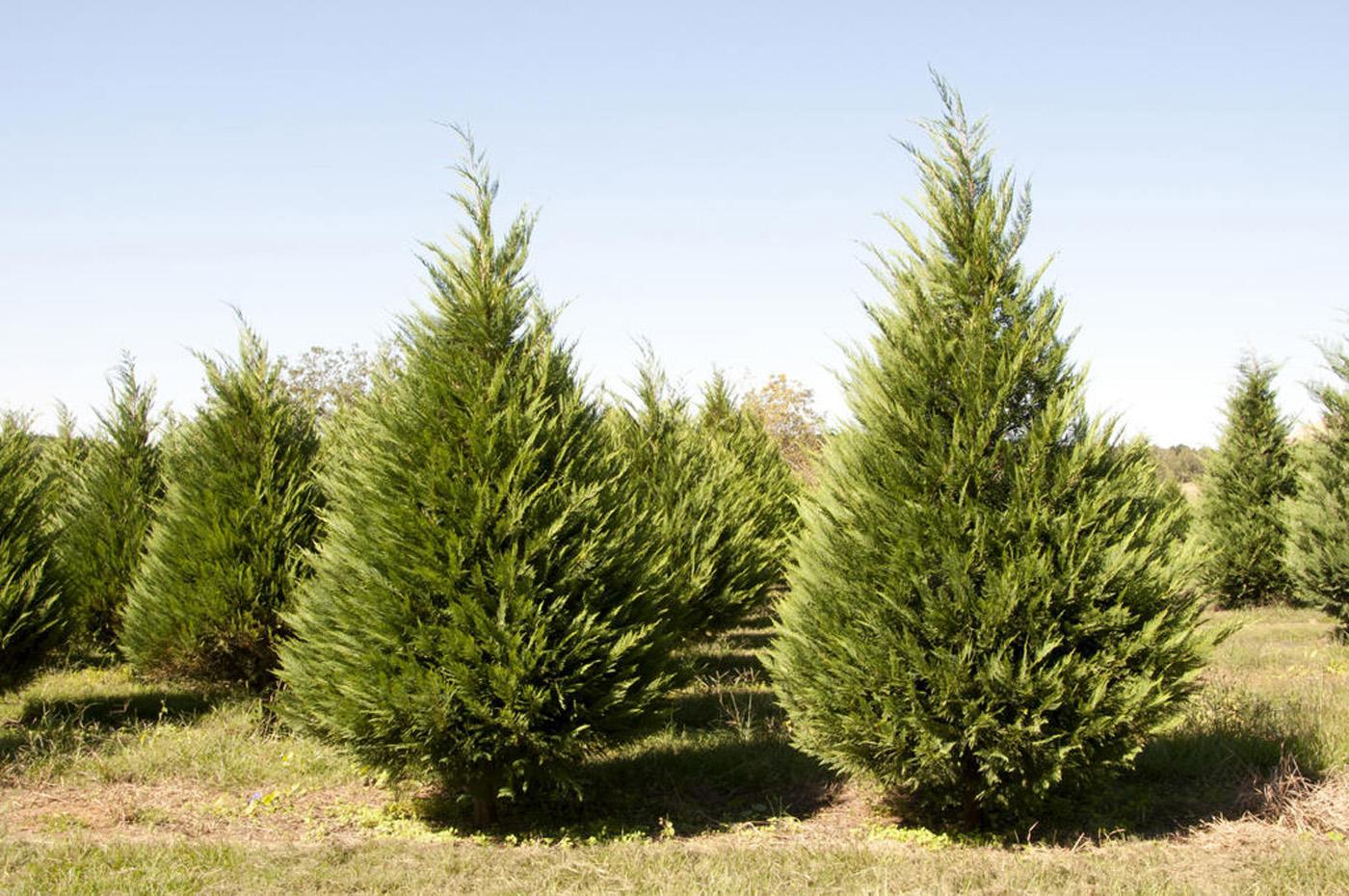 Choosing and cutting live Christmas trees, like the ones at Lazy Acres Plantation in Chunky, can provide families with holiday memories. (Photo by Kat Lawrence)