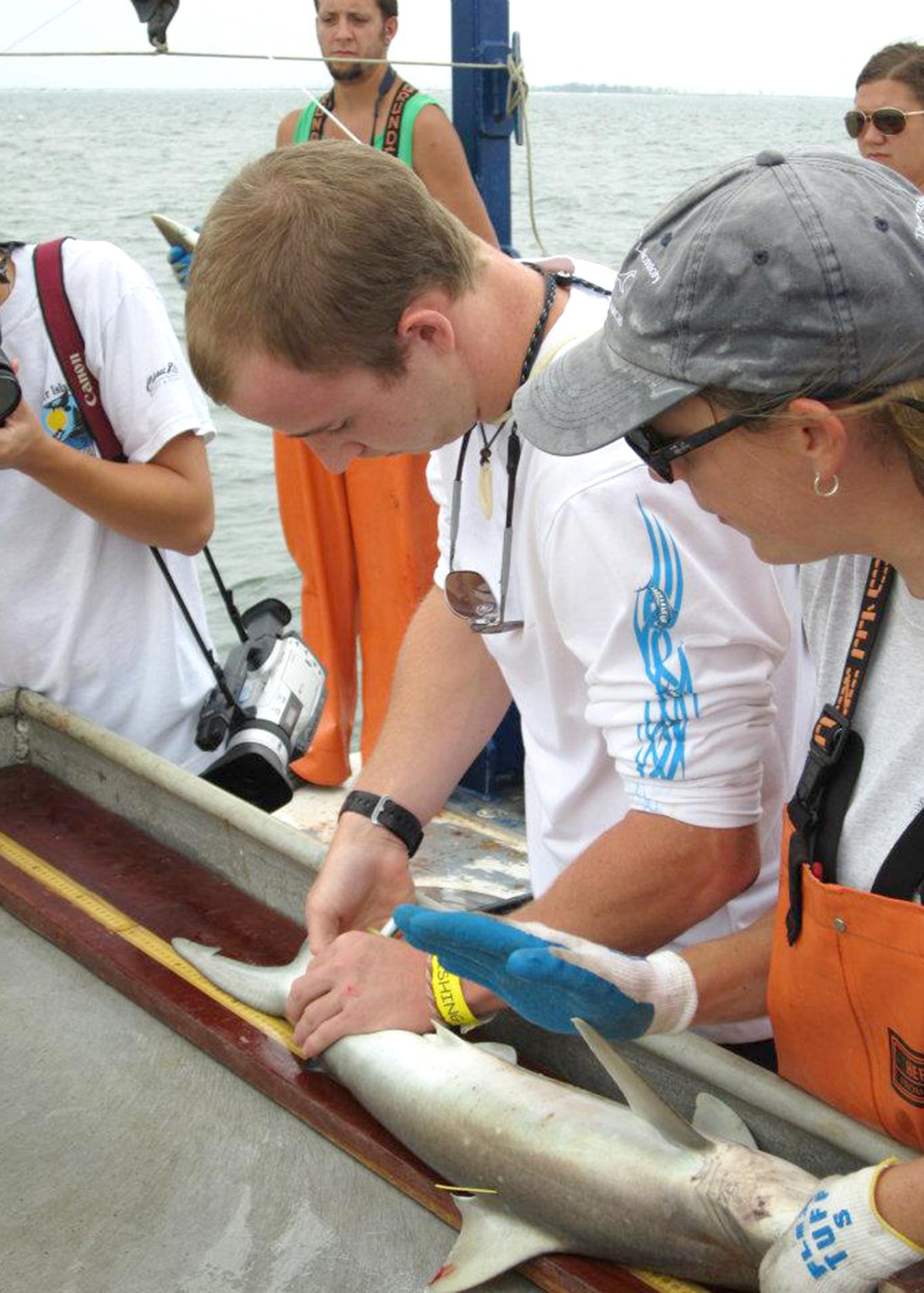 Mississippi State University wildlife biology student Wesley Burger measures a shark caught near Horn Island during a sampling trip for his shark biology class at the Gulf Coast Research Laboratory. Burger became interested in this career through a 4-H wildlife project. (Submitted Photo)