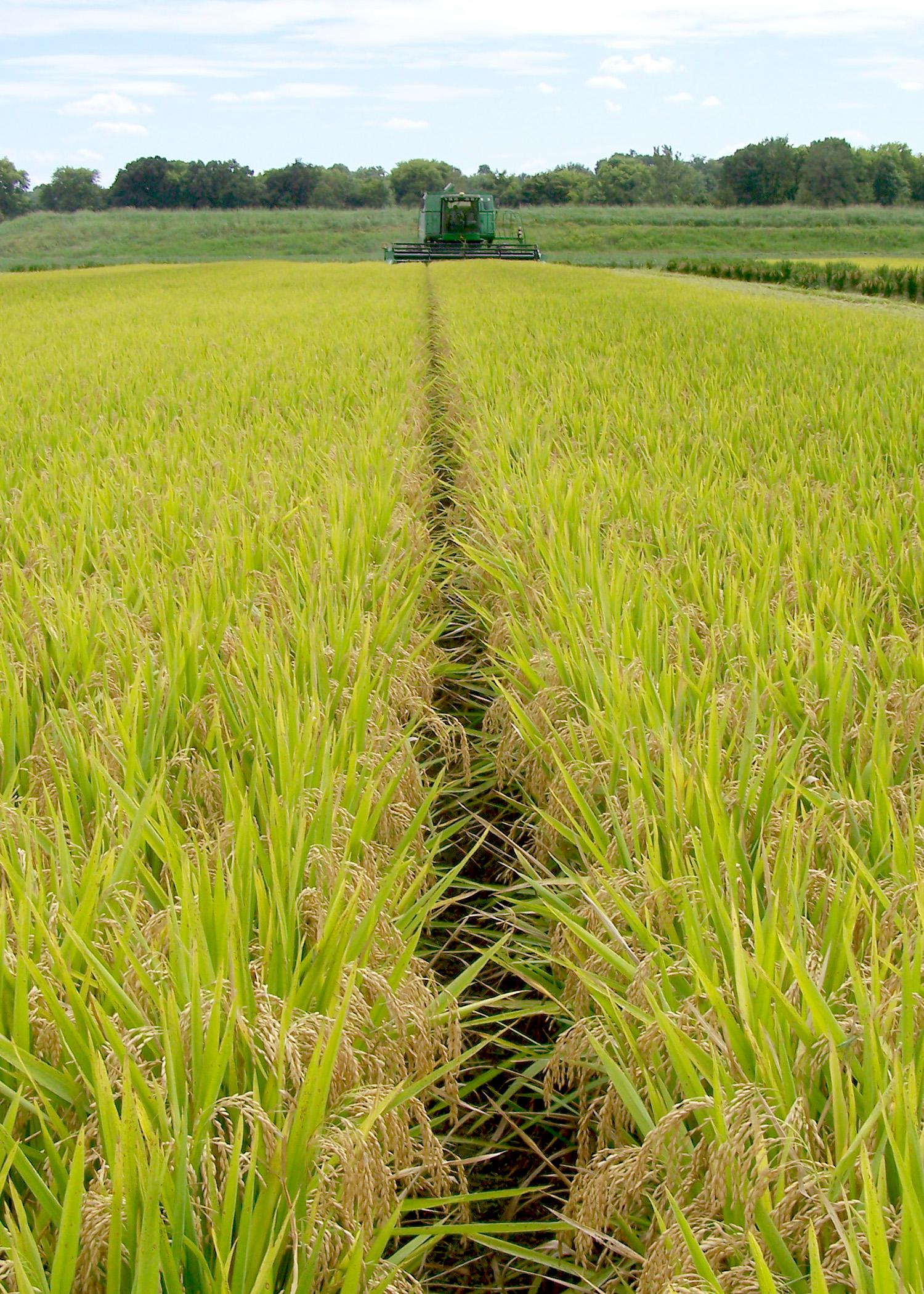 Mississippi State University personnel harvest Rex rice foundation seed at the Northeast Mississippi Branch Experiment Station on Sept. 16, 2014. (Photo by Mississippi Agricultural and Forestry Experiment Station/Randy Vaughan)